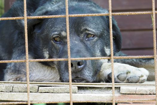 sad black dog lies on the floor behind bars