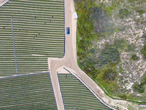 Aerial top view of green farmland and farmer working in the plantation, California