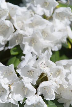 white rhododendrons close-up. Delicate white azalea Rhododendron flowers. Landscape design