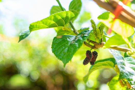 Organic Mulberry fruit and green leaves on tree in the garden