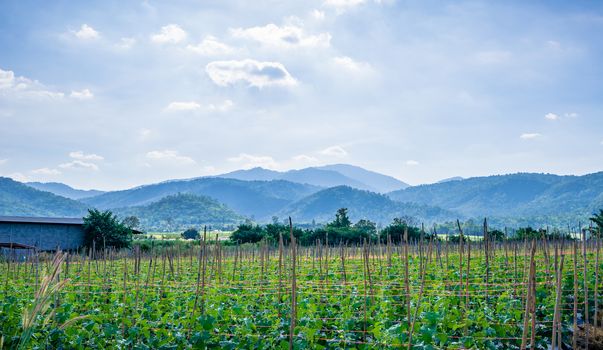 Cantaloupe garden with mountain background