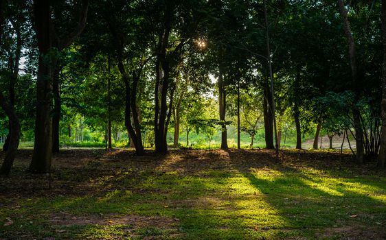 golden sunlight before sunset pouring through trees in the forest floor