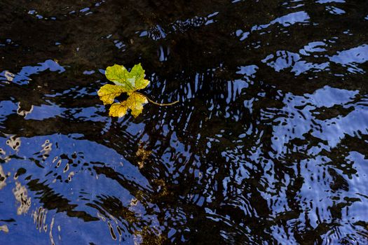 leaf on still water surface in the park