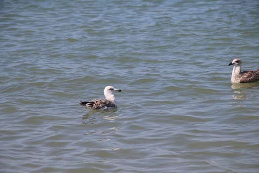 Sea gull flies over blue water. The Great black-backed gull, Larus marinus, flying on blue clear sea background.