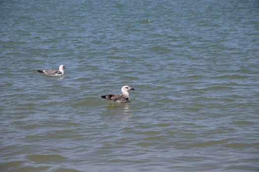 Sea gull flies over blue water. The Great black-backed gull, Larus marinus, flying on blue clear sea background.