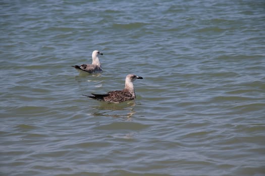 Sea gull flies over blue water. The Great black-backed gull, Larus marinus, flying on blue clear sea background.