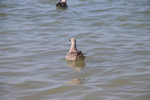 Sea gull flies over blue water. The Great black-backed gull, Larus marinus, flying on blue clear sea background.