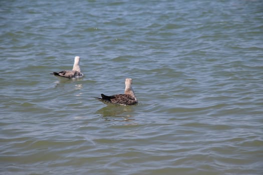 Sea gull flies over blue water. The Great black-backed gull, Larus marinus, flying on blue clear sea background.