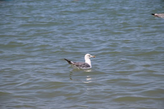 Sea gull flies over blue water. The Great black-backed gull, Larus marinus, flying on blue clear sea background.