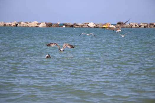 Sea gull flies over blue water. The Great black-backed gull, Larus marinus, flying on blue clear sea background.