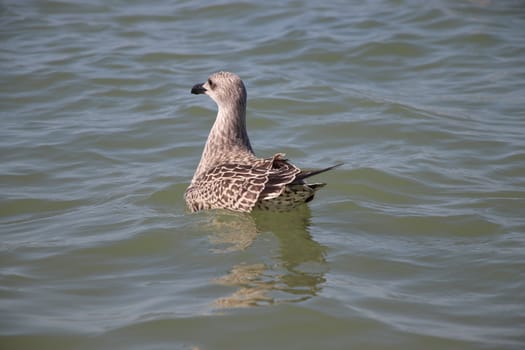 Sea gull flies over blue water. The Great black-backed gull, Larus marinus, flying on blue clear sea background.