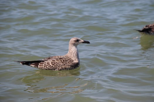 Sea gull flies over blue water. The Great black-backed gull, Larus marinus, flying on blue clear sea background.