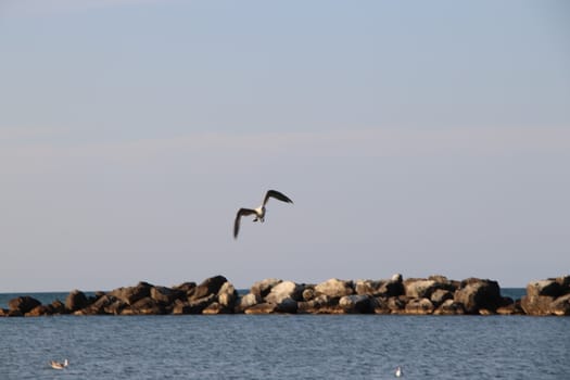 Sea gull flies over blue water. The Great black-backed gull, Larus marinus, flying on blue clear sea background.