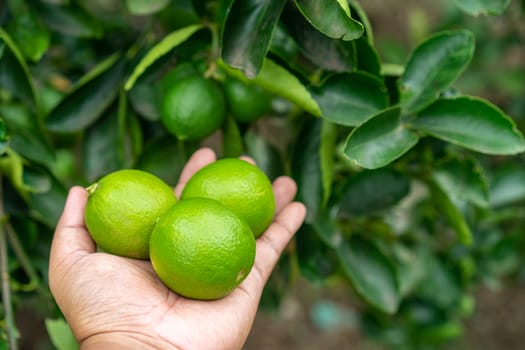 Green fresh limes in hand in the garden