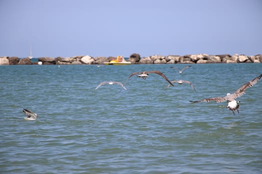 Sea gull flies over blue water. The Great black-backed gull, Larus marinus, flying on blue clear sea background.