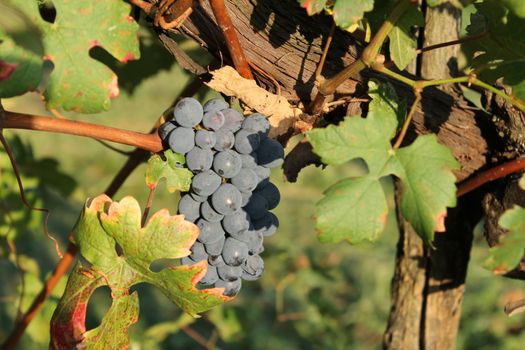 Close up of berries and leaves of grape-vine. Single bunch of ripe red wine grapes hanging on a vine on green leaves background. Plantation of grape-bearing vines, grown for wine making, vinification.