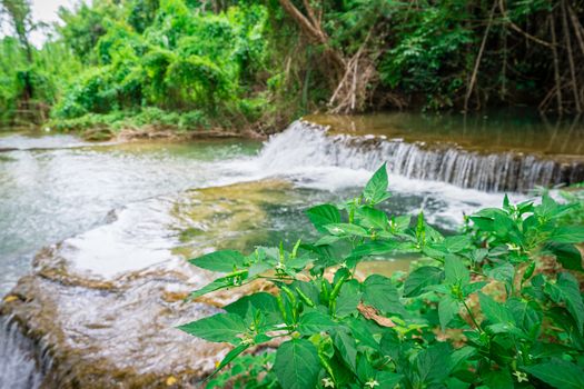 Green chili peppers on the tree with waterfall background