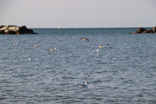 Rocks to protect the coast in the Adriatic sea in Italy