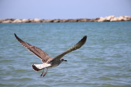 Sea gull flies over blue water. The Great black-backed gull, Larus marinus, flying on blue clear sea background.