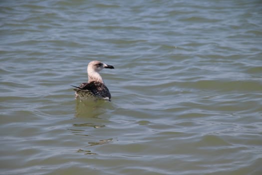 Sea gull flies over blue water. The Great black-backed gull, Larus marinus, flying on blue clear sea background.