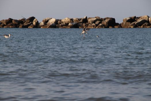 Rocks to protect the coast in the Adriatic sea in Italy