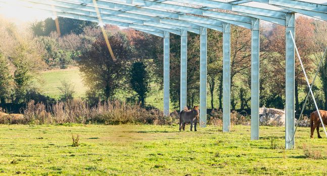 ponies roam in a grass in cold weather in France