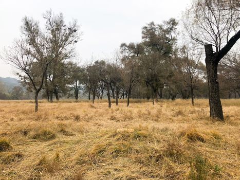 View of yellow dry grass landscape and dark trees after big hot summer season without rain.