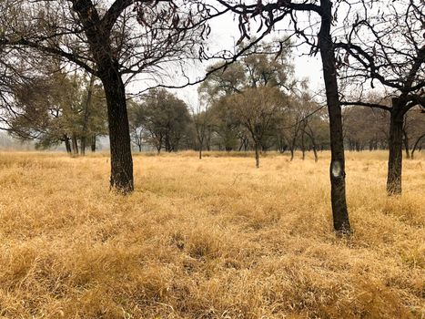 View of yellow dry grass landscape and dark trees after big hot summer season without rain.