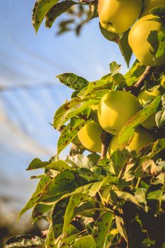 closeup of organic apples on a tree in a greenhouse in France