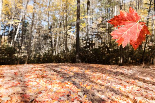 Heavy and colorful leaf fall on ground under trees in selective focus around red leaf floating to ground in Umbagog State Park, USA.