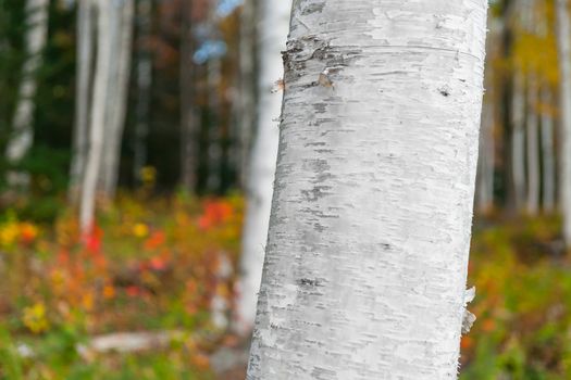 Silver birch trees in forest with focus on big white trunk in foreground against bokeh background.