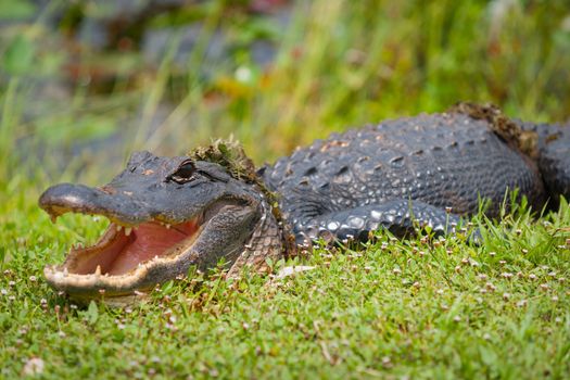 Alligator emerges from swamp with vegetation wrapped around body in Florida everglades.