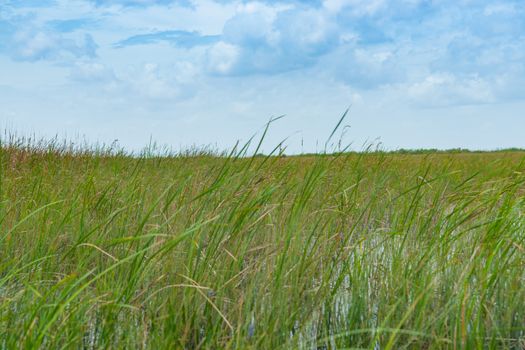 Wide reed covered flat wetlands of Florida everglades as environmental background with blurred reeds blowing in breeze.