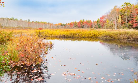 Wetland calm pond surrounded by golden vegetation and brilliant colors of fall foliage forest.Maine USA, fall scenes.