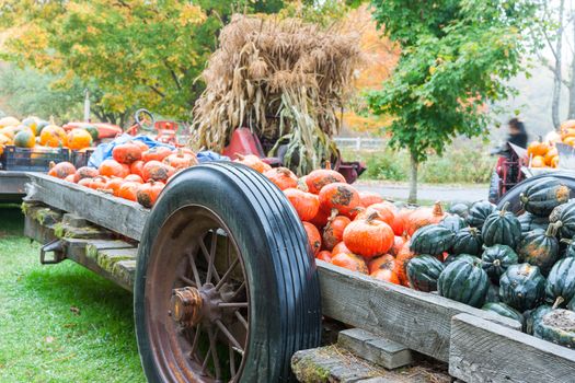 Trailers of pumpkin and squash at rural American country market on damp day in New England.