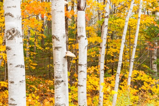 Bright white trunks and brilliant fall colors of New England forest.