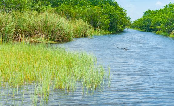 Florida everglades, narrow waterway and alligator bordered with river grass and mangroves.