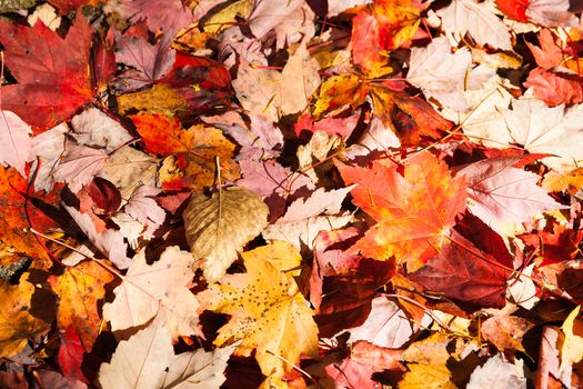 Brilliant colors of autumn leaf fall leaves piled up.