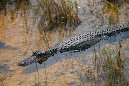 swimming alligator in the marshes among reeds in shallows.