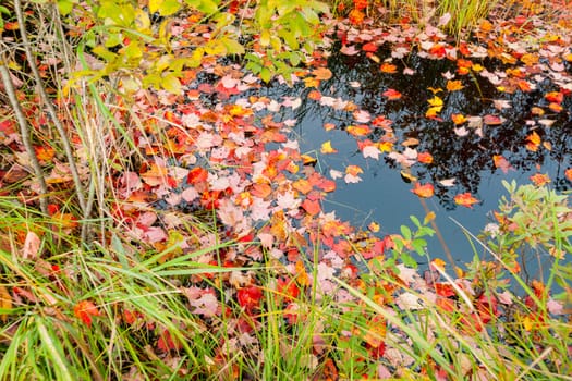 Leaves dropped into and floating on calm small pond. Maine USA, fall scenes.