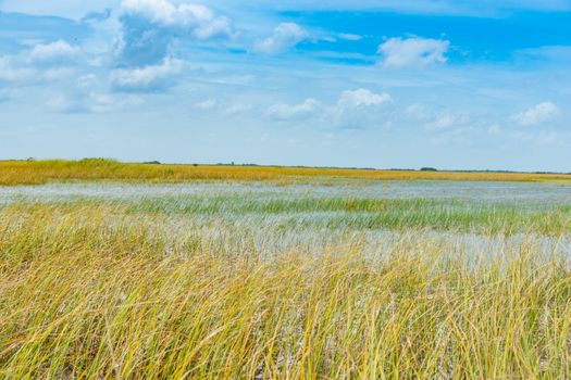 Wide reed covered flat wetlands of Florida everglades as environmental background with blurred reeds blowing in breeze.