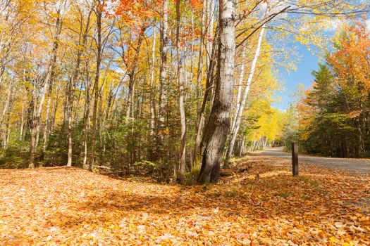 Road through Umbagog State Forest during autumn with stunning colors and leaf drop.