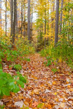 Path between tall trees covered with colorful leaf litter from autumn leaf fall.