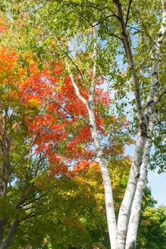 Bright white trunks of birch trees against brilliant autumn foliage colors.