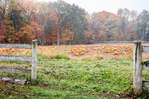 Field of ready to pick pumkins through wooden fence on misty damp autumn day in New England.