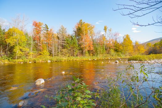 Swift River flowing gently over shallow stony bed and past stunningly colorful forest in Maine USA.