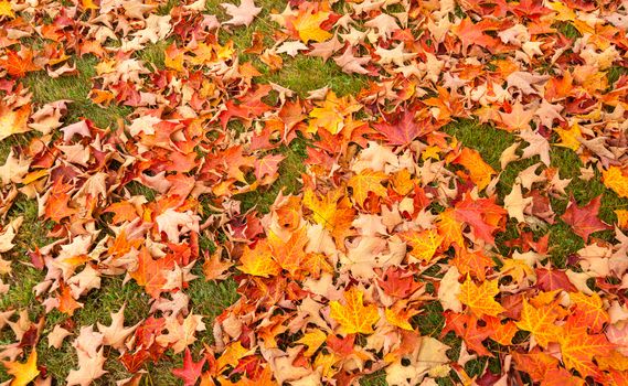 Bright colors of autumn leaf fall from liquid amber tree.