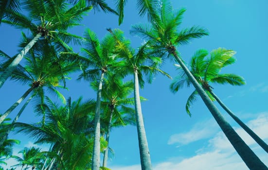 Low angle coconut palm trees against tropical blue sky in aged vintage summer effect.