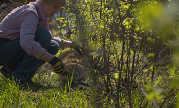 Middle-aged woman pouring soil enrichment - ash around currant bushes. Spring work in the countryside garden. Healthy and active lifestyle concept.