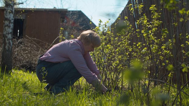 Mature woman picking weeds around currant bushes. Spring work in the countryside garden. Healthy and active lifestyle concept.